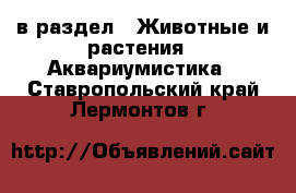  в раздел : Животные и растения » Аквариумистика . Ставропольский край,Лермонтов г.